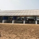 Sabarkantha Dairy and Tetra Pak create sustainable cowshed roofs from recycled cartons