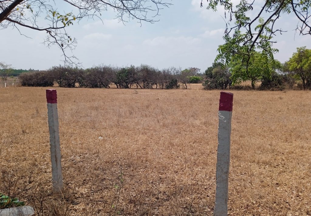 Tamil Nadu Pasture lands go dry, dairy farmers find it difficult to feed livestock