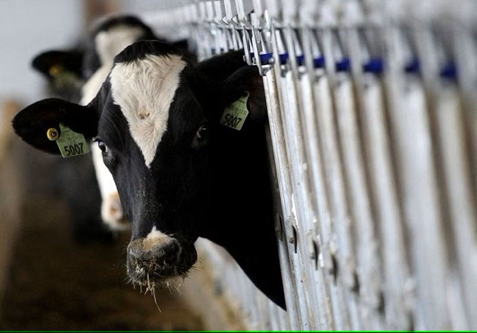 USDA to test ground beef in US states with outbreaks of bird flu in dairy cows