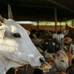 Cattle dairies HC pulls up authorities, says experts being guided by narrow political interests