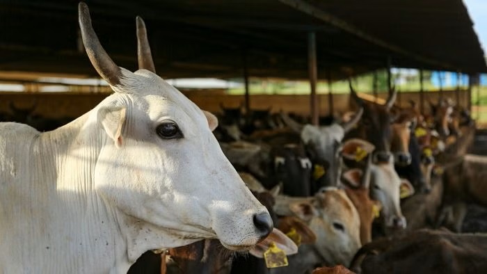 Cattle dairies HC pulls up authorities, says experts being guided by narrow political interests