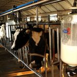 Chinas Fresh Milk Supply Glut Continues Despite Tumbling Imports on High Overseas Prices