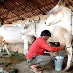 Dairy farmers in Kerala welcome heat index-based insurance cover for animals