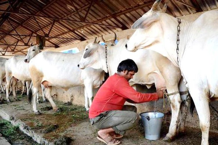 Dairy farmers in Kerala welcome heat index-based insurance cover for animals
