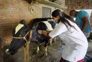 Govt forms Pashu Kalyan Samities for enhancing livestock healthcare