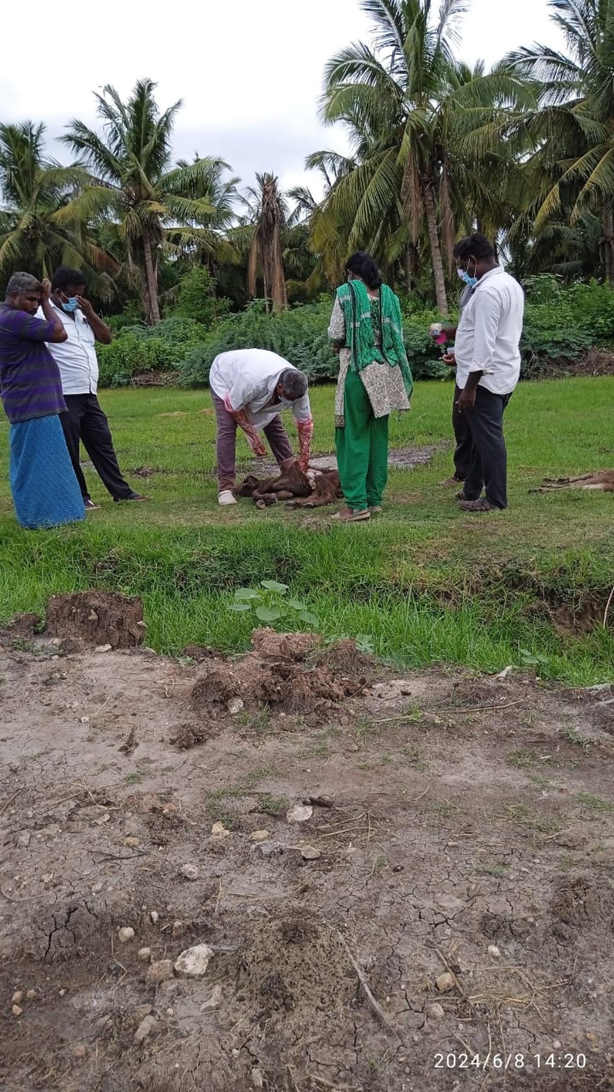 Farm Shock Death Of Nine Cows Within A Month In A Dairy Farm Shocks Farmers In ...