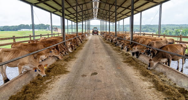 Empowerment Of Farmers Through Dairy Farming
