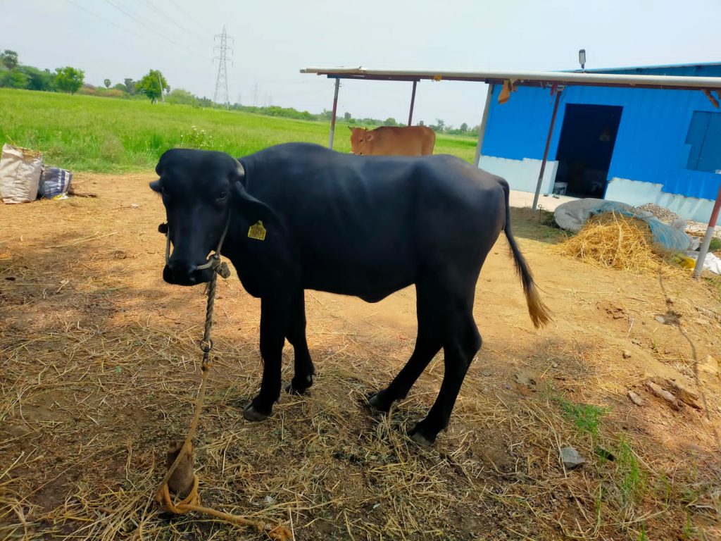 Low in high-fat milk, Aavin adopts 2,000 buffalo calves