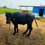 Low in high-fat milk, Aavin adopts 2,000 buffalo calves