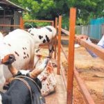 Transforming Hyderabad's dairy map