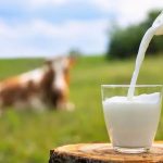 World Milk Day