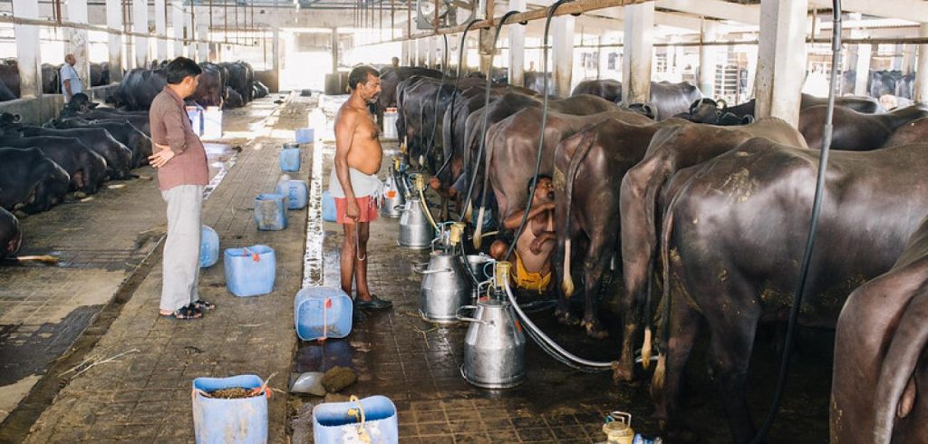 Aatmanirbhar Bharat in the dairy sector