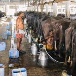 Aatmanirbhar Bharat in the dairy sector