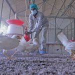 H5N1 strain of bird flu continues to spread in US, India steps up vigil