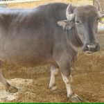 Haryana NDRI decodes genome of Bhadawari buffalo to enhance breeding