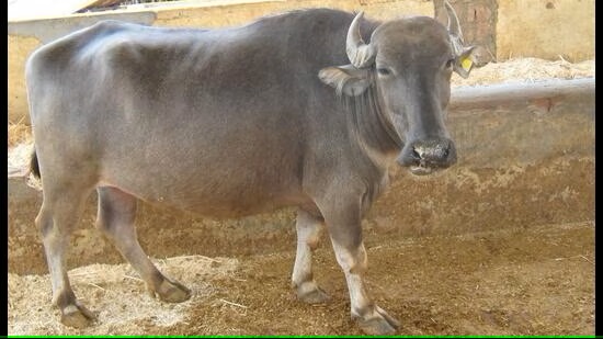 Haryana NDRI decodes genome of Bhadawari buffalo to enhance breeding