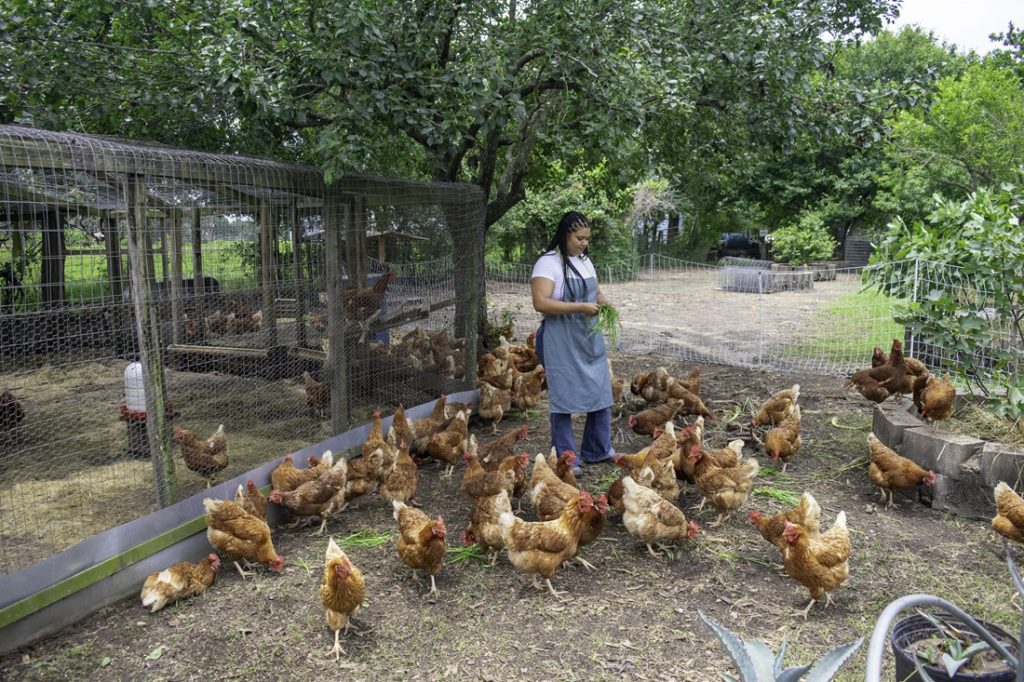 US-After-dairy-now-poultry-workers-down-with-bird-flu