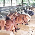 Dairy farmers need milk marketing scope in Rajshahi