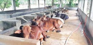 Dairy farmers need milk marketing scope in Rajshahi