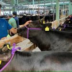 Japan's struggling dairy farmers shift to wagyu, despite lean market