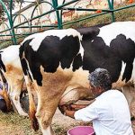 Marathwada farmers excited over milk development project