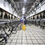 Smart-tech-powers-dairy-production-in-northwest-China