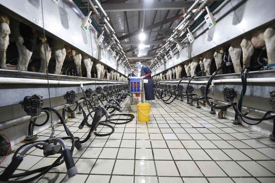 Smart-tech-powers-dairy-production-in-northwest-China