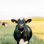 Transformation in India's Organic Dairy Industry