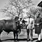 Did You Know Brazil's Dairy Revolution Was Powered By A Bull From Gujarat