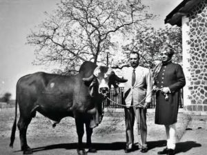 Did You Know Brazil's Dairy Revolution Was Powered By A Bull From Gujarat