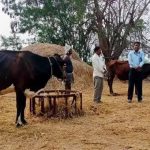 Help dairy farmers in Telangana