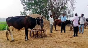 Help dairy farmers in Telangana