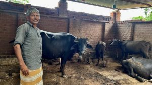 India’s milk industry struggles as the climate changes