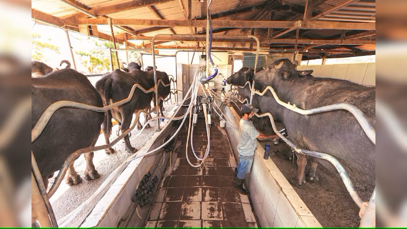 Research for climate-resilient milch cattle takes a vast step forward