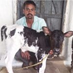 Adani Foundation at ACC Jamul transforms livestock quality and empowers dairy farmers in Chhattisgarh