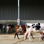 Dairy imports expected to grow next year