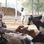 From Farm to Family - Karna Desai's Vision for a Sustainable Dairy Future