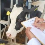 Indonesia-Vietnam collaborate to set up dairy farm in Poso for national nutrition program