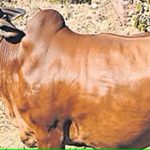 Maharashtra government gives ‘Rajyamata-Gomata’ status to indigenous cows