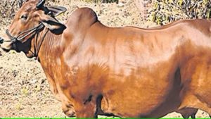 Maharashtra government gives ‘Rajyamata-Gomata’ status to indigenous cows