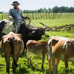 Passing of Philippine law may see livestock, poultry, and dairy producers getting US$265 million in funding support