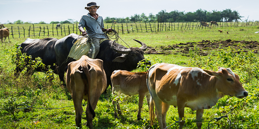 Passing of Philippine law may see livestock, poultry, and dairy producers getting US$265 million in funding support