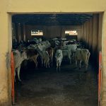 Practices to significantly cut the carbon footprint of milk production