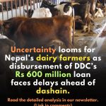 Will Nepal’s Dairy Farmers Get Paid Before Dashain