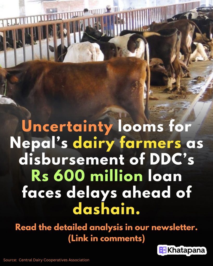 Will Nepal’s Dairy Farmers Get Paid Before Dashain