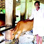 A life in harmony with tradition Dairy farmer Gokuldas Shiva Sawant dotes on his cows