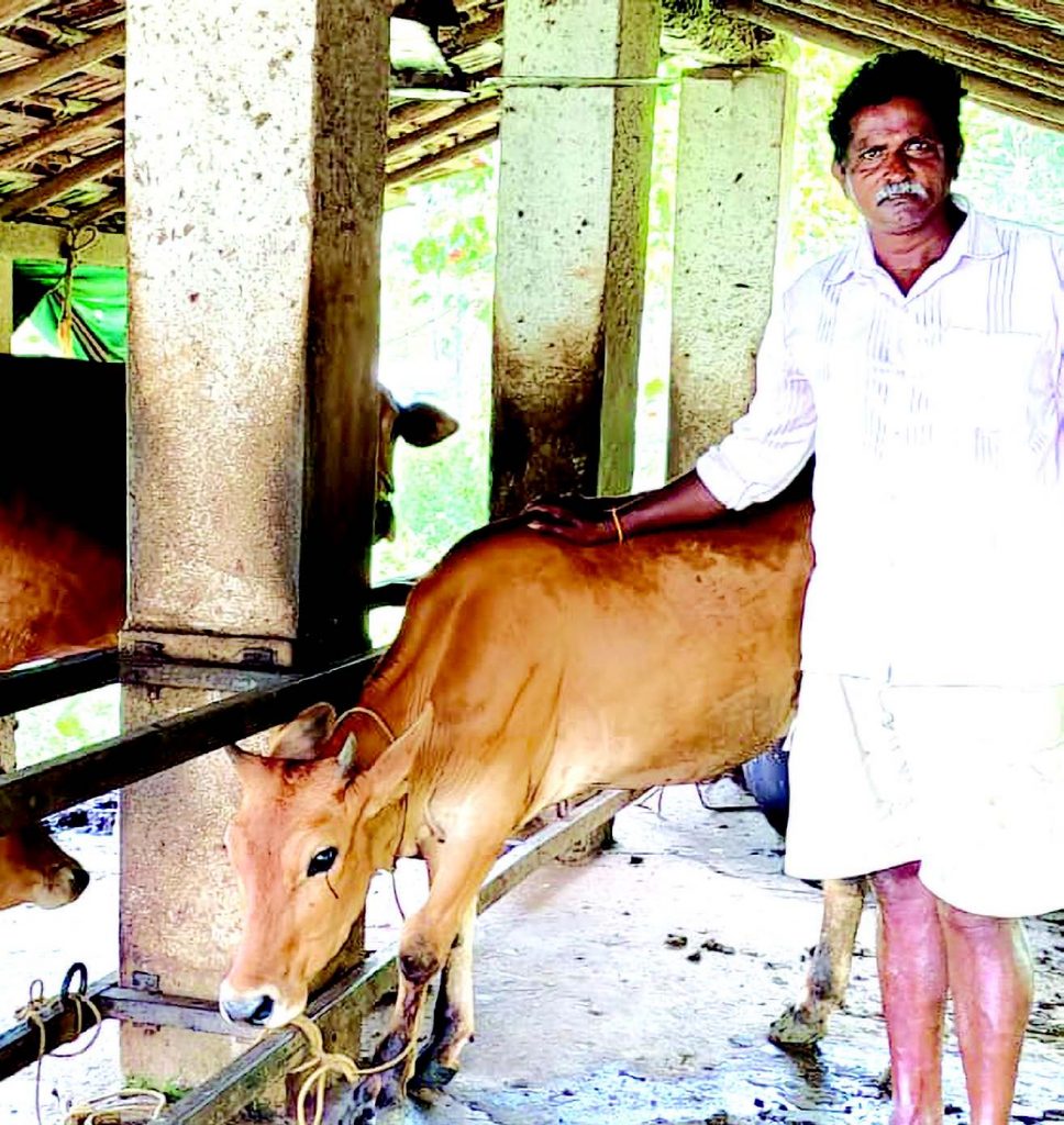 A life in harmony with tradition Dairy farmer Gokuldas Shiva Sawant dotes on his cows