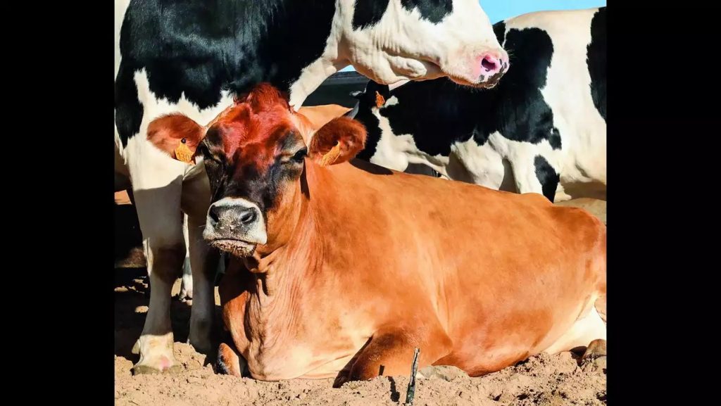 Crackdown on dairy farms after water pollution review