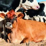 Crackdown on dairy farms after water pollution review