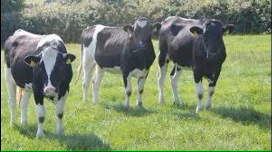 Govt to record milk production of Holstein cows in 3 Punjab districts